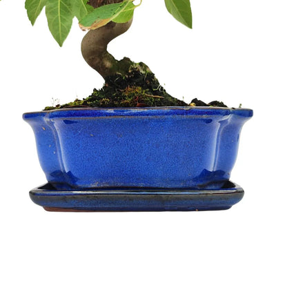 Bonsai Apfelbaum 10 Jahre – Premium-Kollektion
