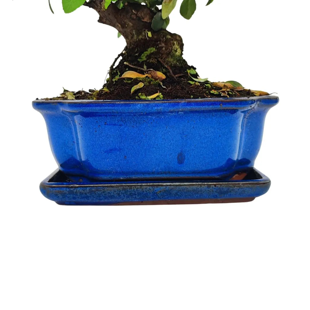 Bonsai Pyracantha Coccinea 10 Jahre - Premium Kollektion