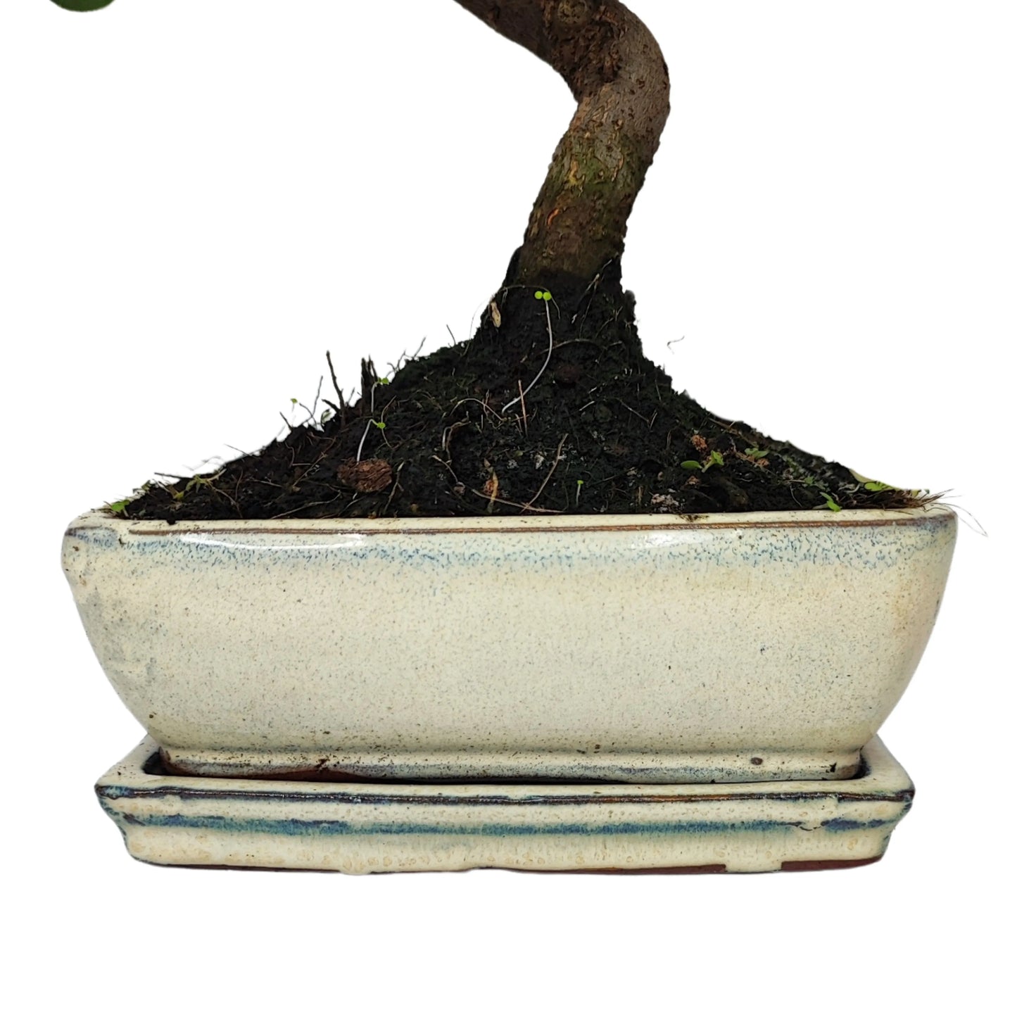 Bonsai 7 Jahre Quercus suber – Premium-Kollektion