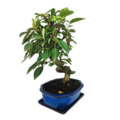 Bonsai Apfelbaum 10 Jahre – Premium-Kollektion