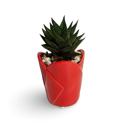 Mini Piantina grassa in vaso di ceramica CERTIFICATA