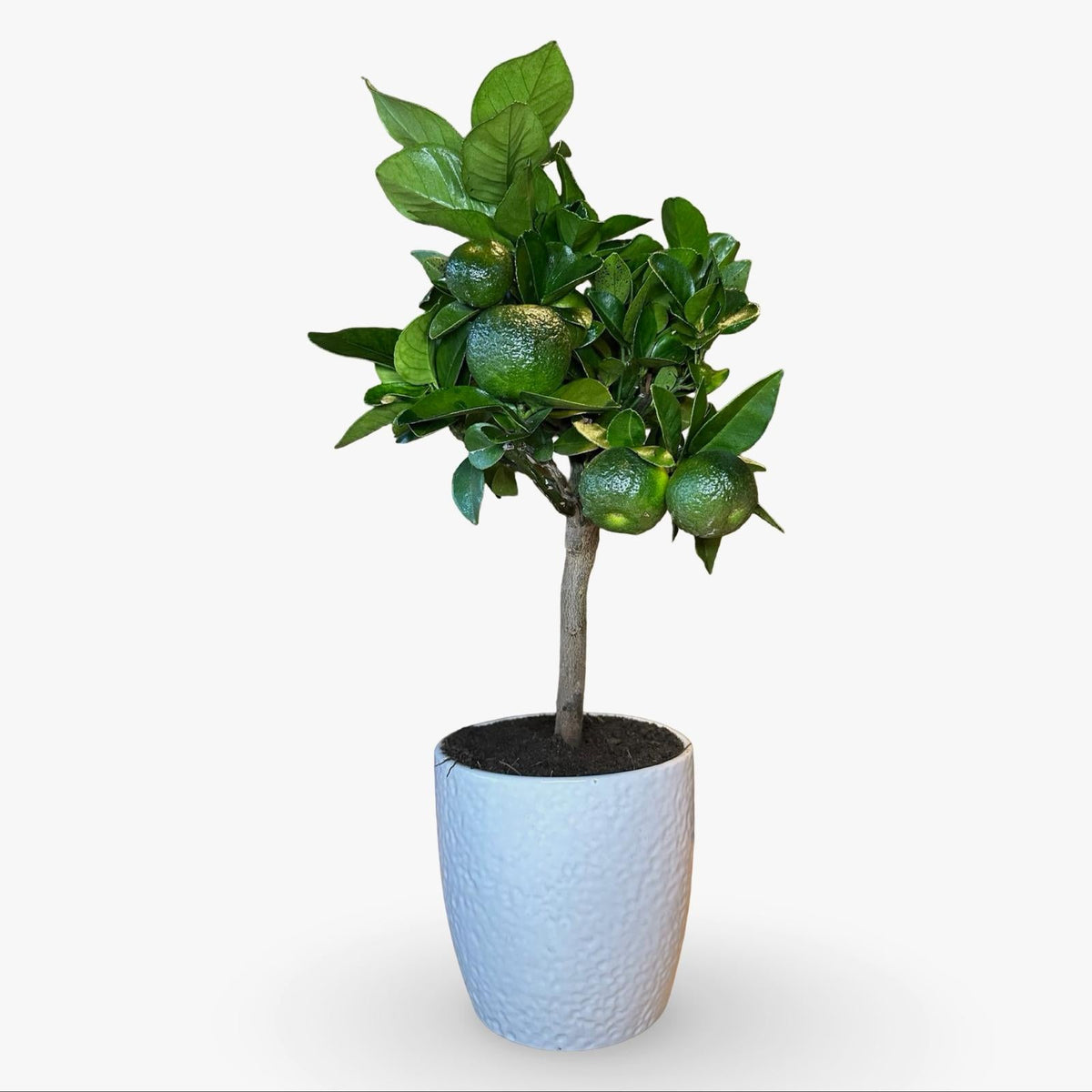 Mini Limetta Rossa o PURSHA Ø15cm H35/40cm – Agrume Made in Sicily