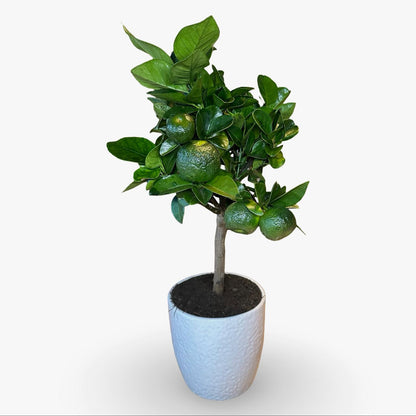 Mini Limetta Rossa o PURSHA Ø15cm H35/40cm – Agrume Made in Sicily