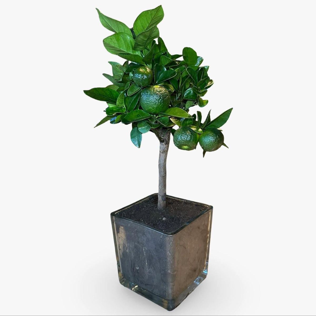 Mini Limetta Rossa o PURSHA Ø15cm H35/40cm – Agrume Made in Sicily
