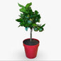 Mini Limetta Rossa o PURSHA Ø15cm H35/40cm – Agrume Made in Sicily