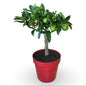 Mini Kumquat Fortunella Ø15cm H35/40cm – Agrume Made in Sicily