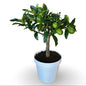 Mini Kumquat Fortunella Ø15cm H35/40cm – Agrume Made in Sicily