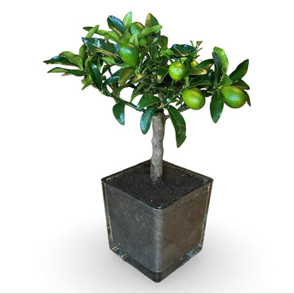 Mini Kumquat Fortunella Ø15cm H35/40cm – Agrume Made in Sicily