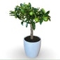 Mini Kumquat Fortunella Ø15cm H35/40cm – Agrume Made in Sicily