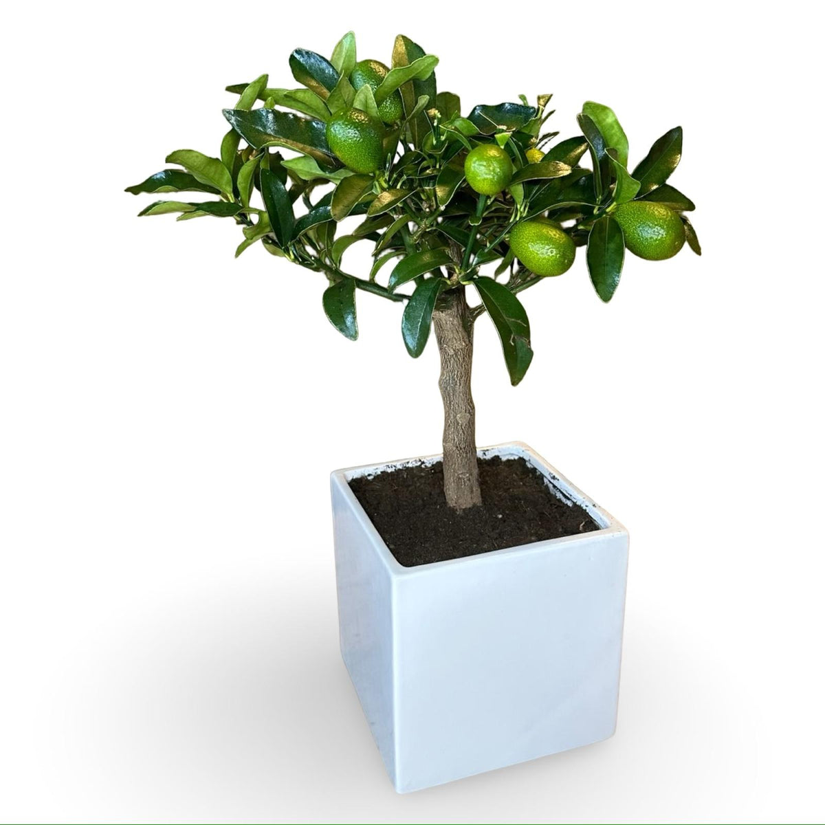 Mini Kumquat Fortunella Ø15cm H35/40cm – Agrume Made in Sicily