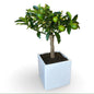 Mini Kumquat Fortunella Ø15cm H35/40cm – Agrume Made in Sicily