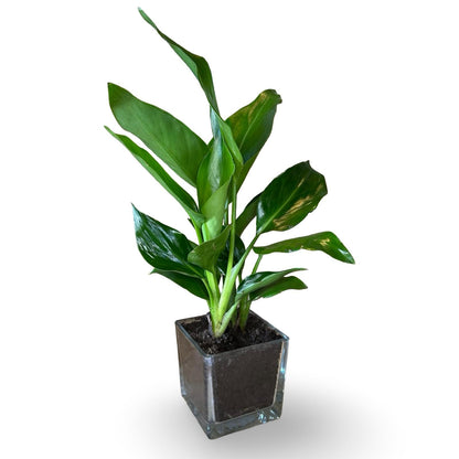 Mini Strelitzia Augusta bomboniera
