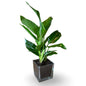 Mini Strelitzia Augusta bomboniera