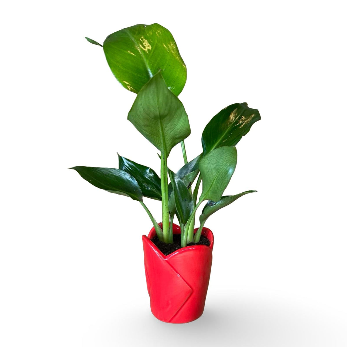 Mini Strelitzia Augusta bomboniera