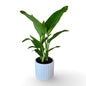 Mini Strelitzia Augusta bomboniera