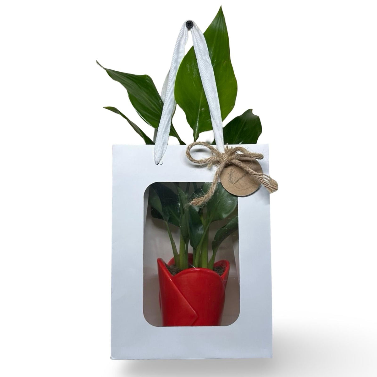 Mini Strelitzia Augusta bomboniera
