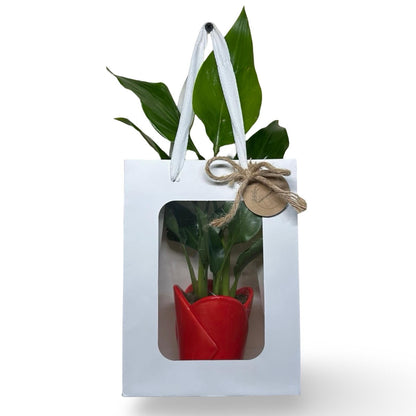 Mini Strelitzia Augusta bomboniera