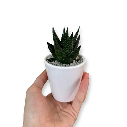 Mini Piantina grassa in vaso quadrato in vetro trasparente CERTIFICATA