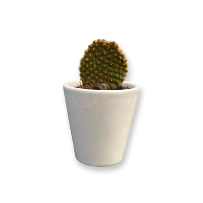 Mini Piantina grassa in vaso quadrato in vetro trasparente CERTIFICATA