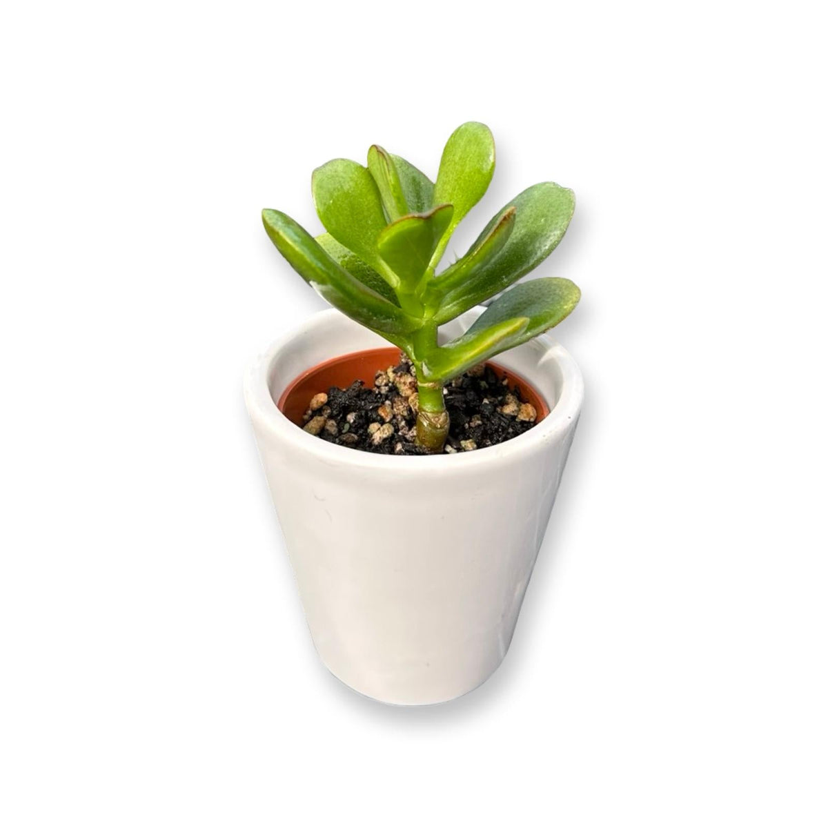 Mini Piantina grassa in vaso quadrato in vetro trasparente CERTIFICATA