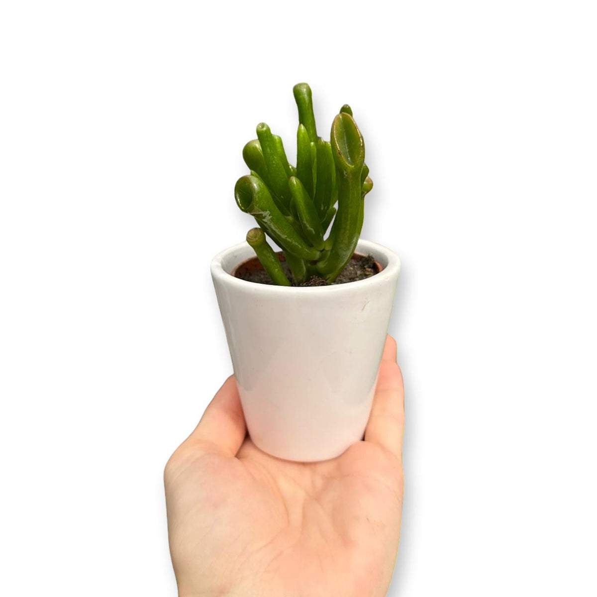 Mini Piantina grassa in vaso quadrato in vetro trasparente CERTIFICATA