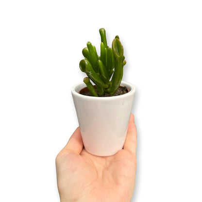 Mini Piantina grassa in vaso quadrato in vetro trasparente CERTIFICATA