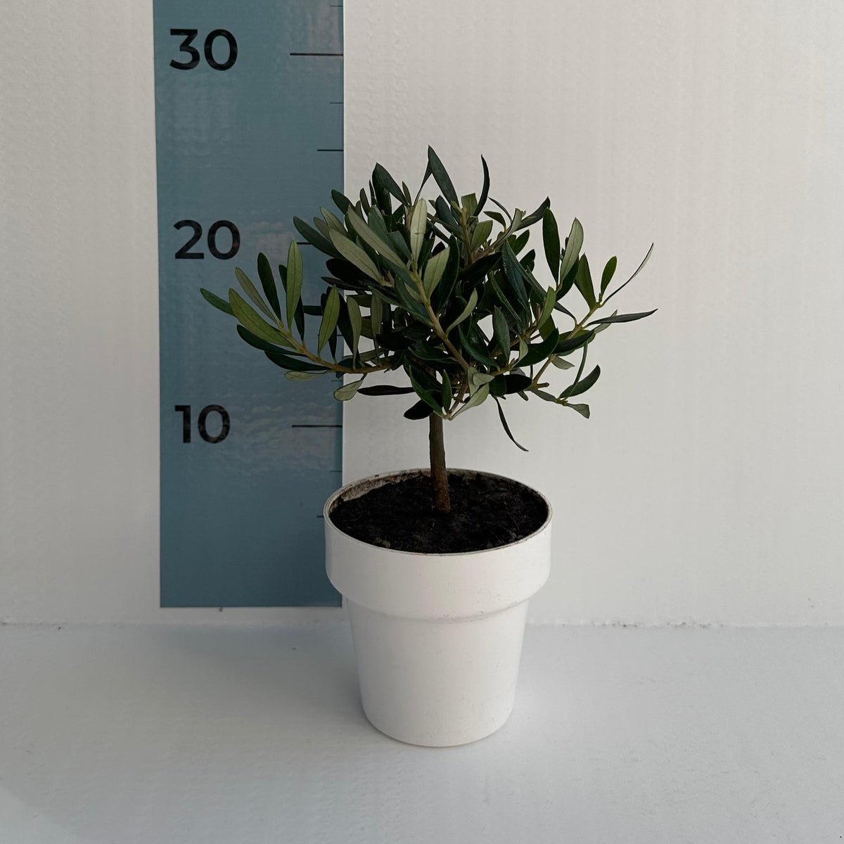 Piantina di Ulivo H20cm v10cm Plastica per bomboniere CERTIFICATA