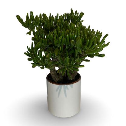 Pianta di Crassula Hobbit in vaso Ceramica