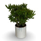 Pianta di Crassula Hobbit in vaso Ceramica