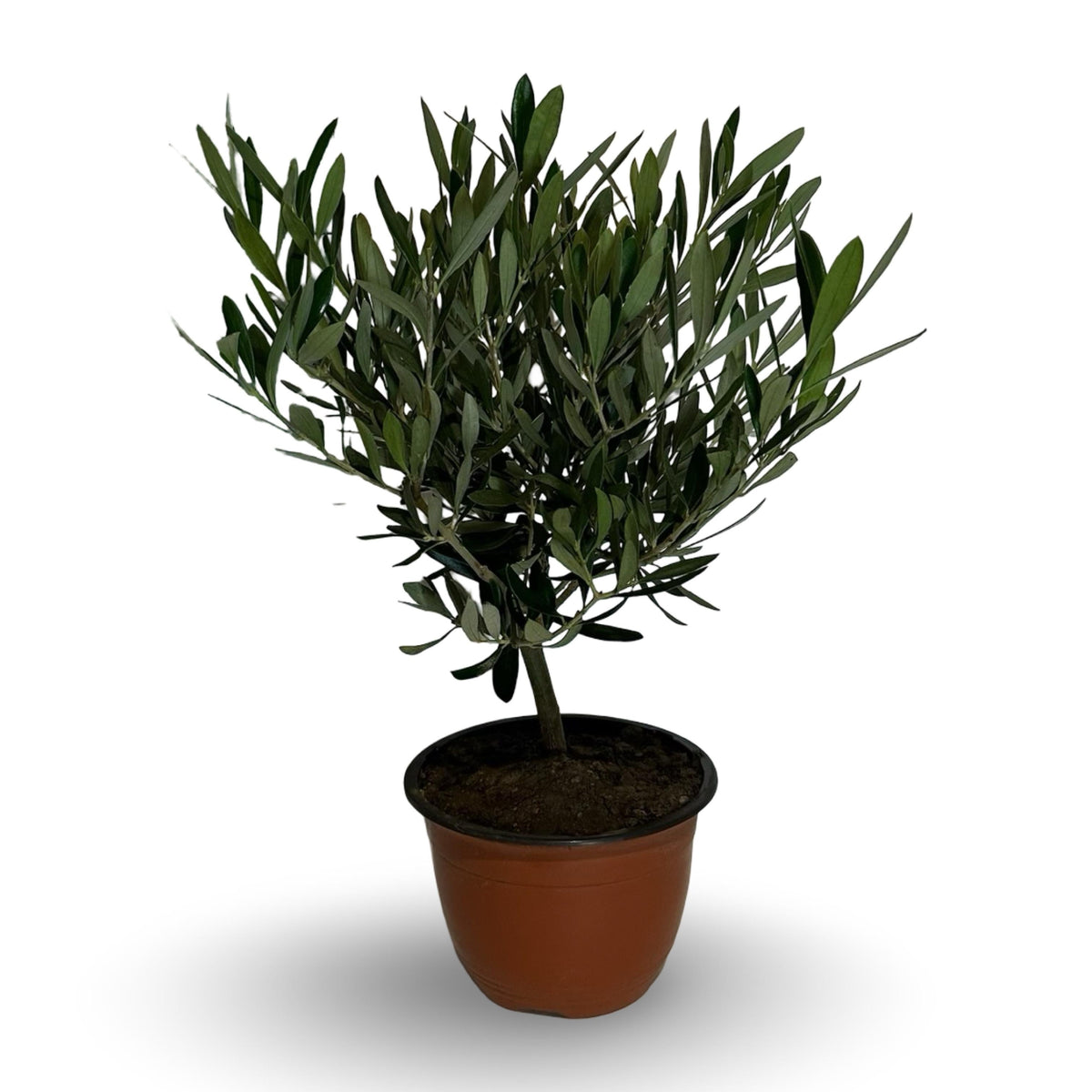Ciotola simil-Bonsai di Ulivo - Olea europea cipressino CERTIFICATA