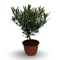 Ciotola simil-Bonsai di Ulivo - Olea europea cipressino CERTIFICATA