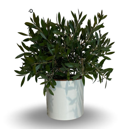 Callistemon Citrinus Splendens - Cespuglio