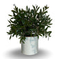 Callistemon Citrinus Splendens - Cespuglio