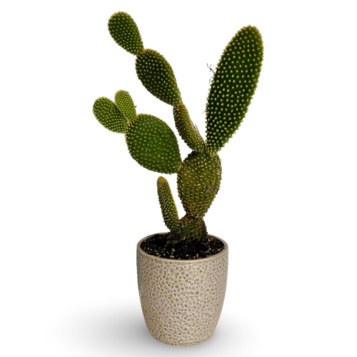 Fico d'India microvilloso Pianta Grassa Opuntia microdasys (Lehm.) Pfeiff.