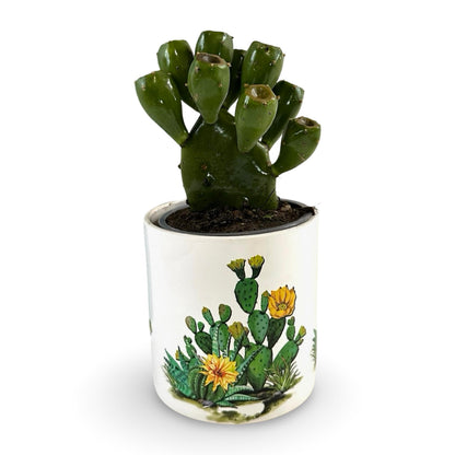 Mini Piantina grassa in vaso quadrato in vetro trasparente CERTIFICATA