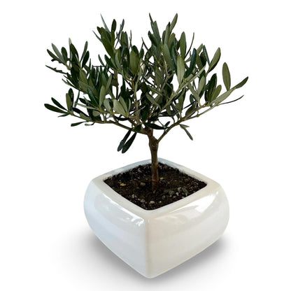 Ciotola simil-Bonsai di Ulivo - Olea europea cipressino CERTIFICATA