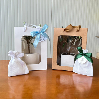 Piantine di Ulivo per bomboniere in vaso Ceramica CERTIFICATE