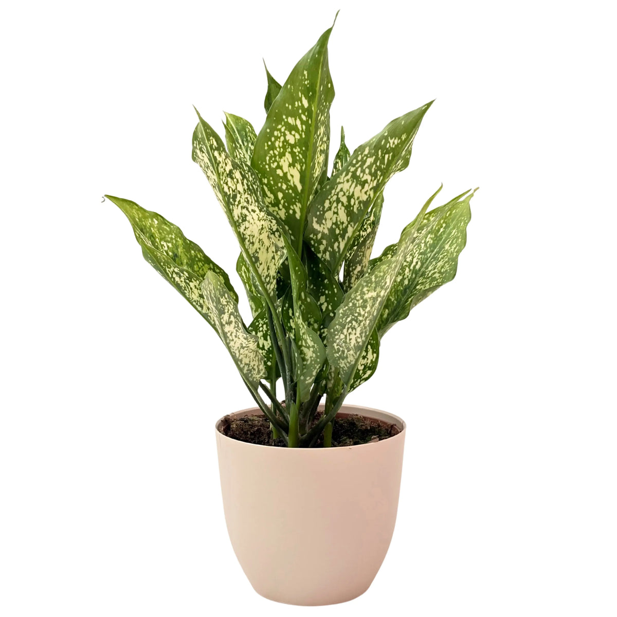 Aglaonema First Diamond