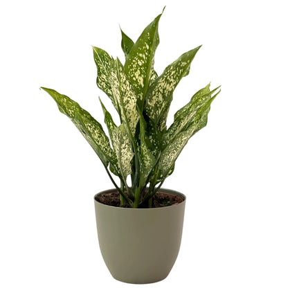 Aglaonema First Diamond