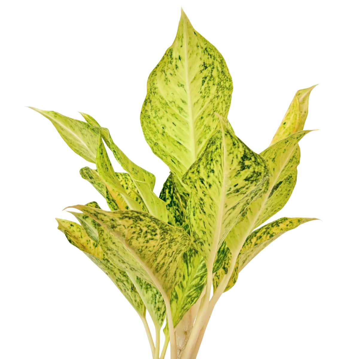 Aglaonema Luck Chan