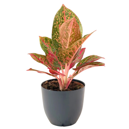Aglaonema Sab Mongkol