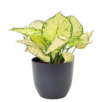 Aglaonema White Kiwi