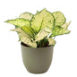 Aglaonema White Kiwi