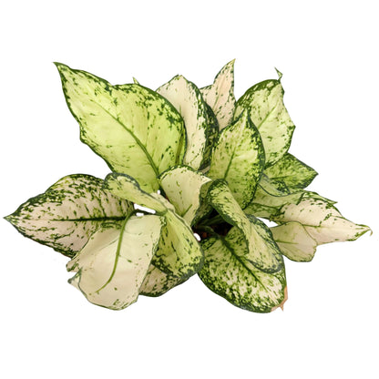 Aglaonema White Kiwi