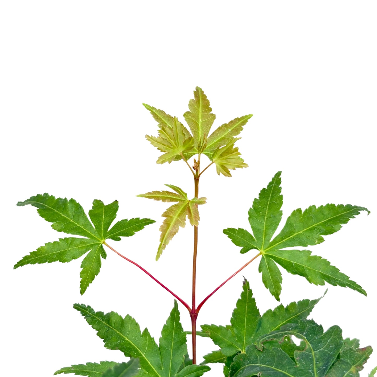 Bonsai 7 Jahre Acer Palmatum (Ahorn) – Premium Kollektion
