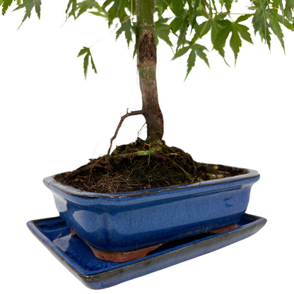 Bonsai 7 Jahre Acer Palmatum (Ahorn) – Premium Kollektion