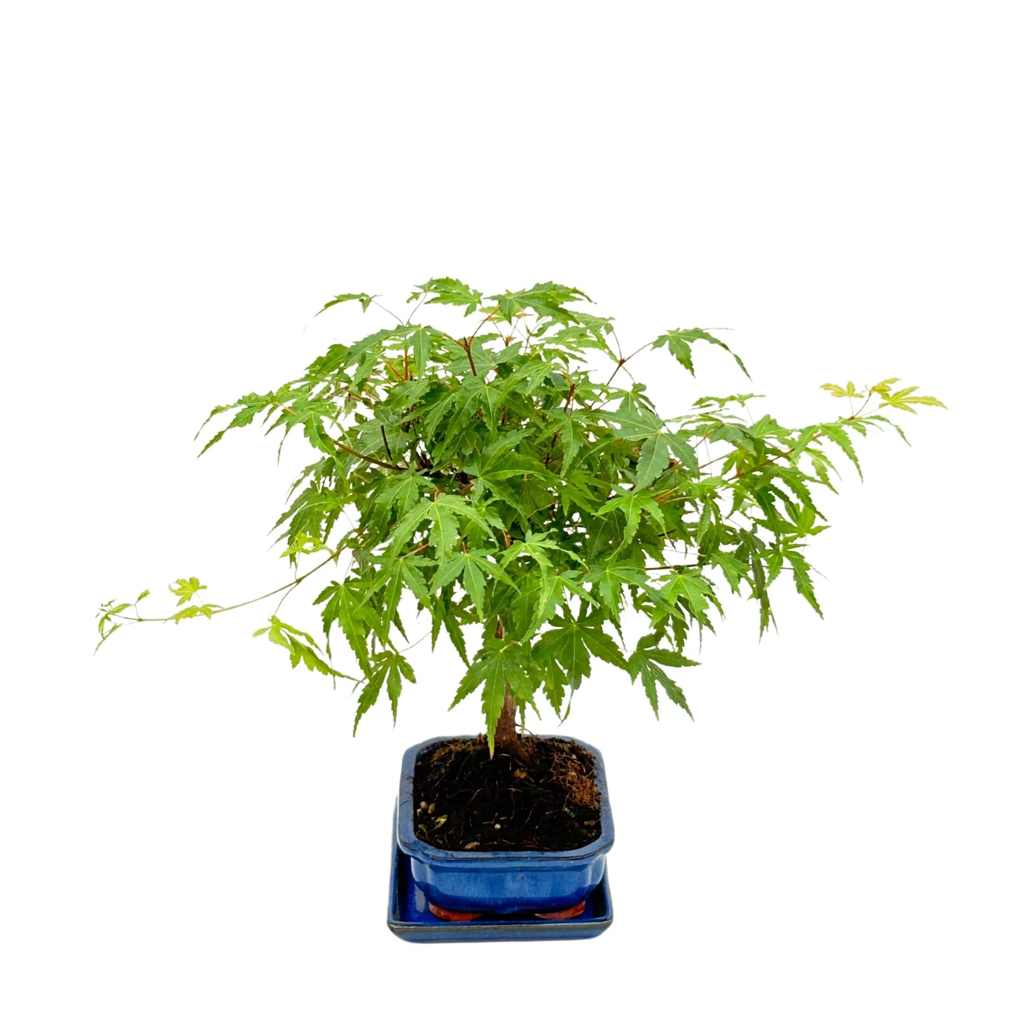 Bonsai 7 Jahre Acer Palmatum (Ahorn) – Premium Kollektion