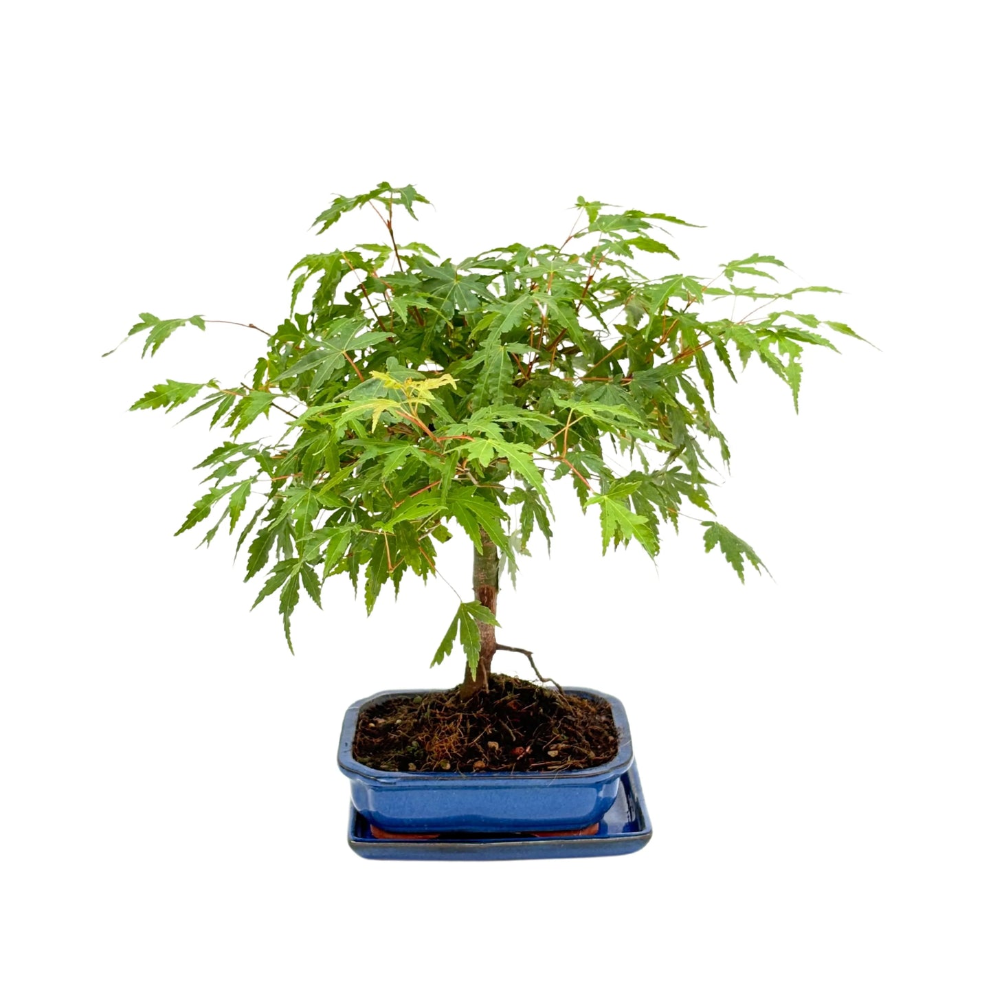 Bonsai 7 Jahre Acer Palmatum (Ahorn) – Premium Kollektion