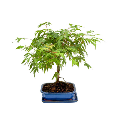 Bonsai 7 Jahre Acer Palmatum (Ahorn) – Premium Kollektion