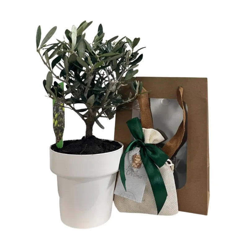 Piantina di Ulivo H20cm v10cm Plastica per bomboniere CERTIFICATA